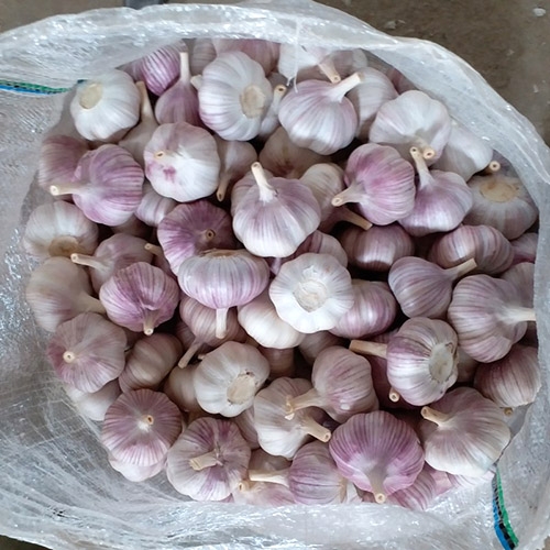 Garlic