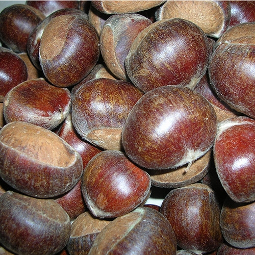 Fresh Chestnut