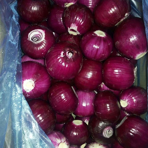 Peeled purple onion