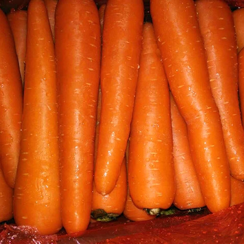 Fresh Carrot