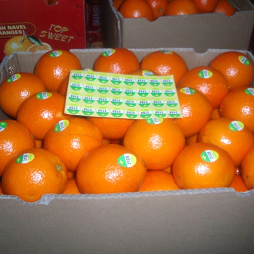 Navel Orange