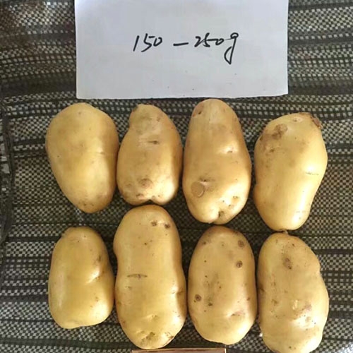 Fresh Potato