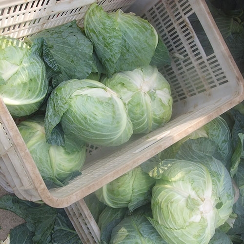 Fresh Cabbages