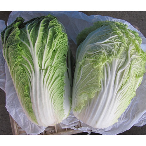 Chinese Cabbage