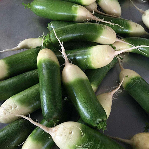 Green Radish