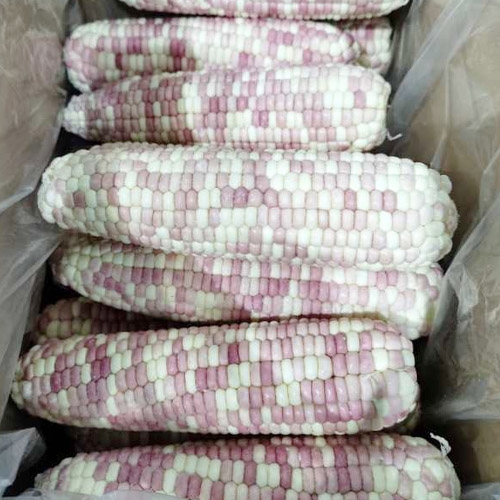 frozen boiled glutinous corn