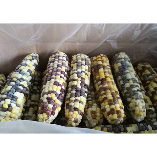 frozen boiled glutinous corn