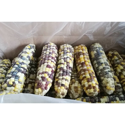 frozen boiled glutinous corn