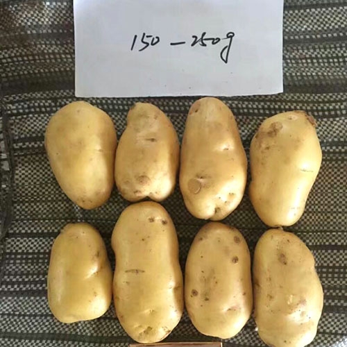 Patata fresca