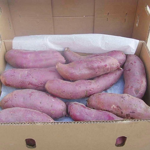 Patata dulce de piel púrpura