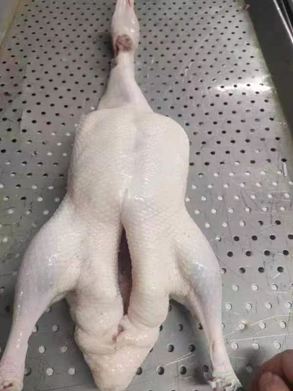 frozen duck